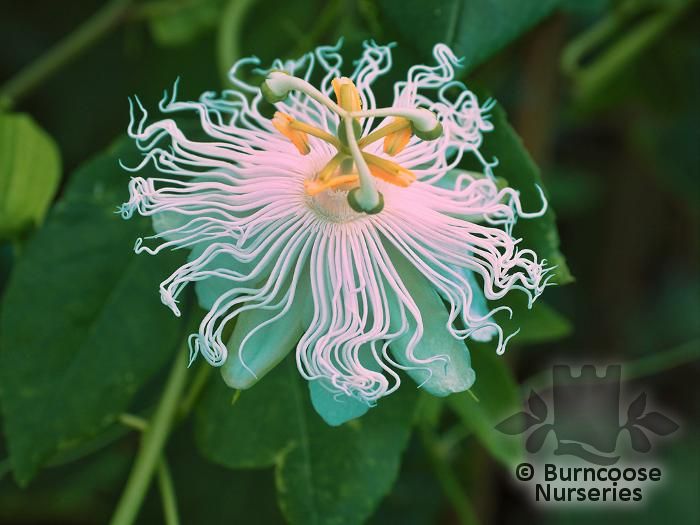 PASSIFLORA 'Cooltropics Snowstar'  