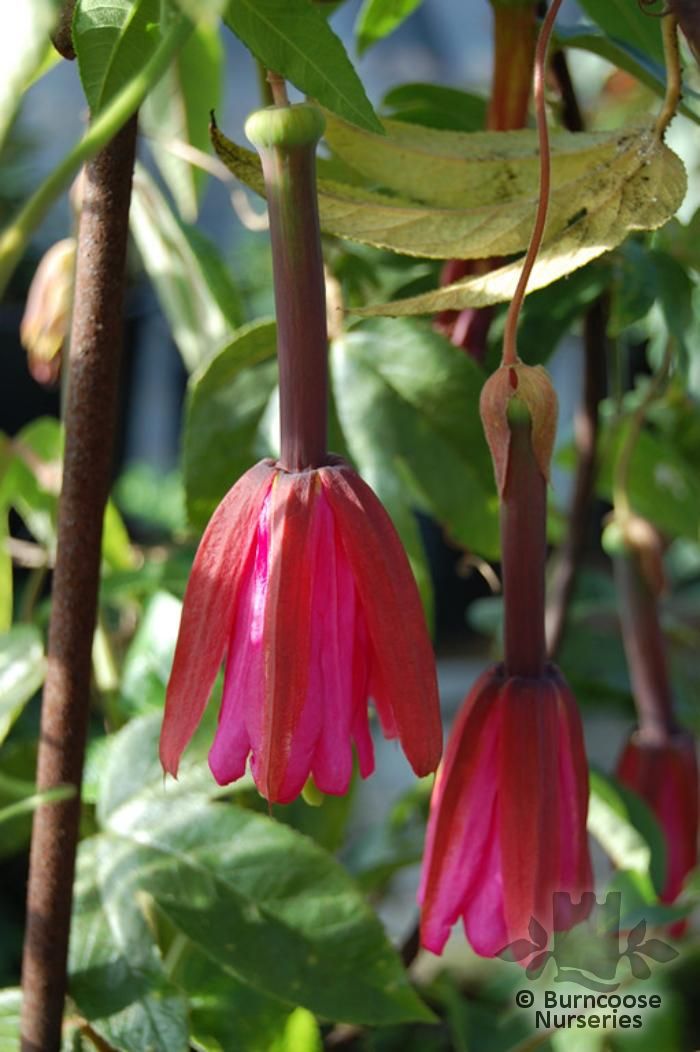 PASSIFLORA x exoniensis  