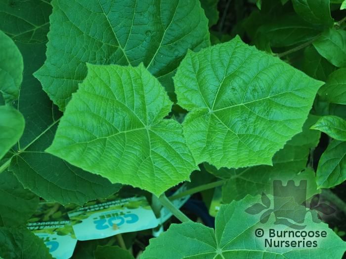 PAULOWNIA elongata 'Futuro' 