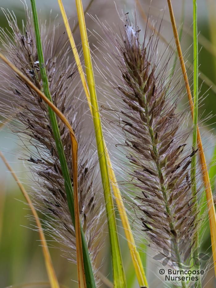 PENNISETUM alopecuroides 'Hameln' 