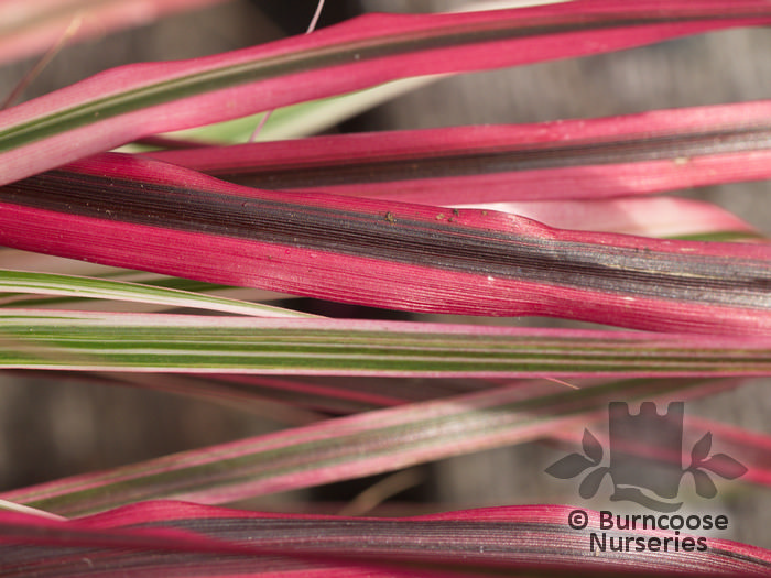PENNISETUM x advena 'Fireworks' 