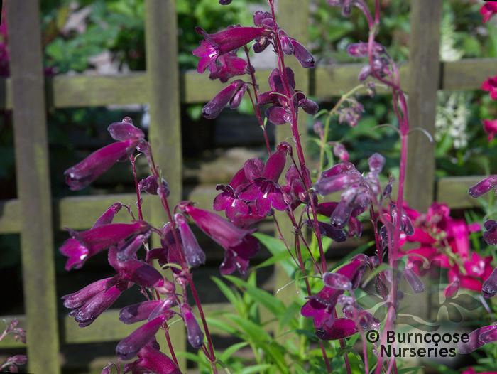 PENSTEMON PENSTEMON