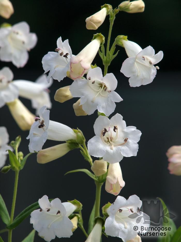 Penstemon 'White Bedder' from Burncoose Nurseries