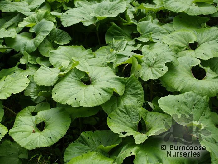 FARFUGIUM japonicum var. giganteum 