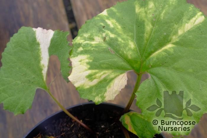 PETASITES japonicus var. giganteus 'Nishiki-buki' 