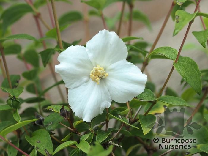 PHILADELPHUS 'Petite Perfume White'  