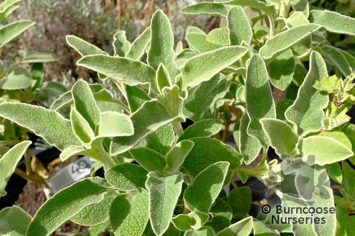 PHLOMIS grandiflora 'Lloyd's Silver' 