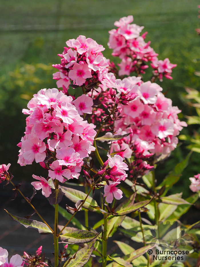 Phlox Paniculata 'Bright Eyes' from Burncoose Nurseries