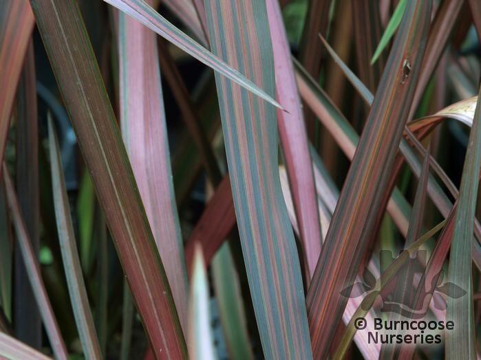 Phormium 'Evening Glow' from Burncoose Nurseries