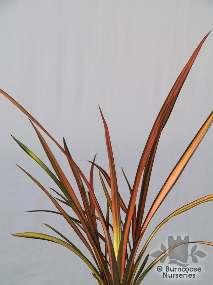 PHORMIUM 'Rainbow Sunrise'  
