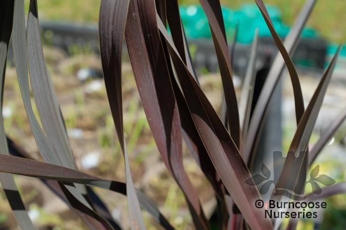 PHORMIUM 'Platts Black'  