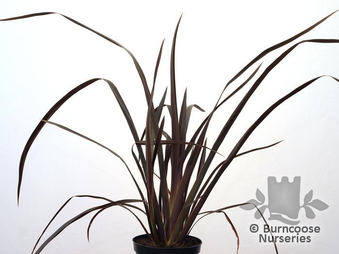 PHORMIUM tenax 'Purpureum' 