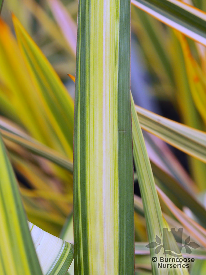 PHORMIUM 'Yellow Wave'  