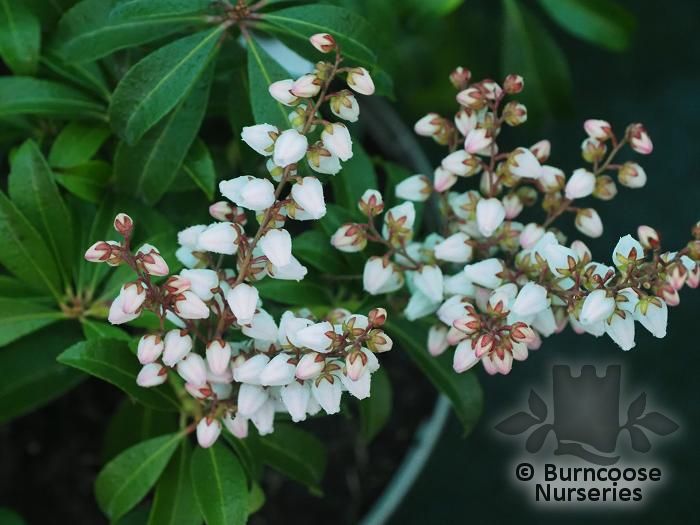 PIERIS japonica 'Bonfire' 