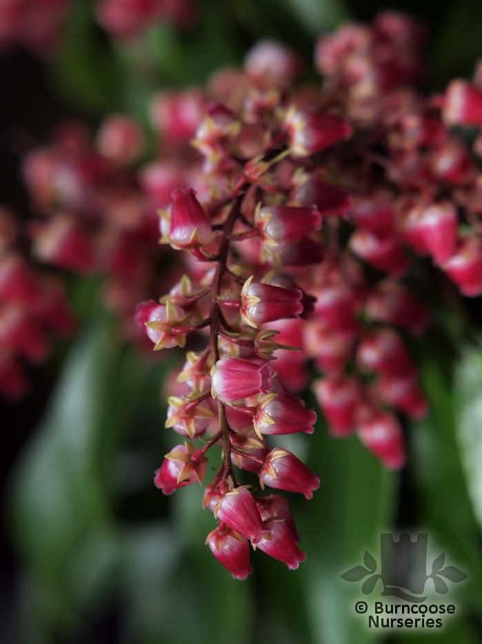 Pieris Japonica 'Valley Valentine' from Burncoose Nurseries