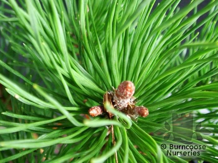 PINUS mugo 'Mughus' 