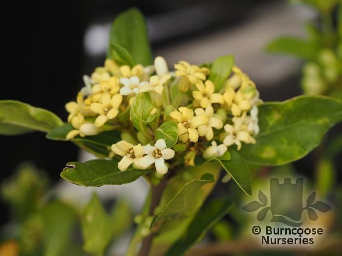 PITTOSPORUM heterophyllum  