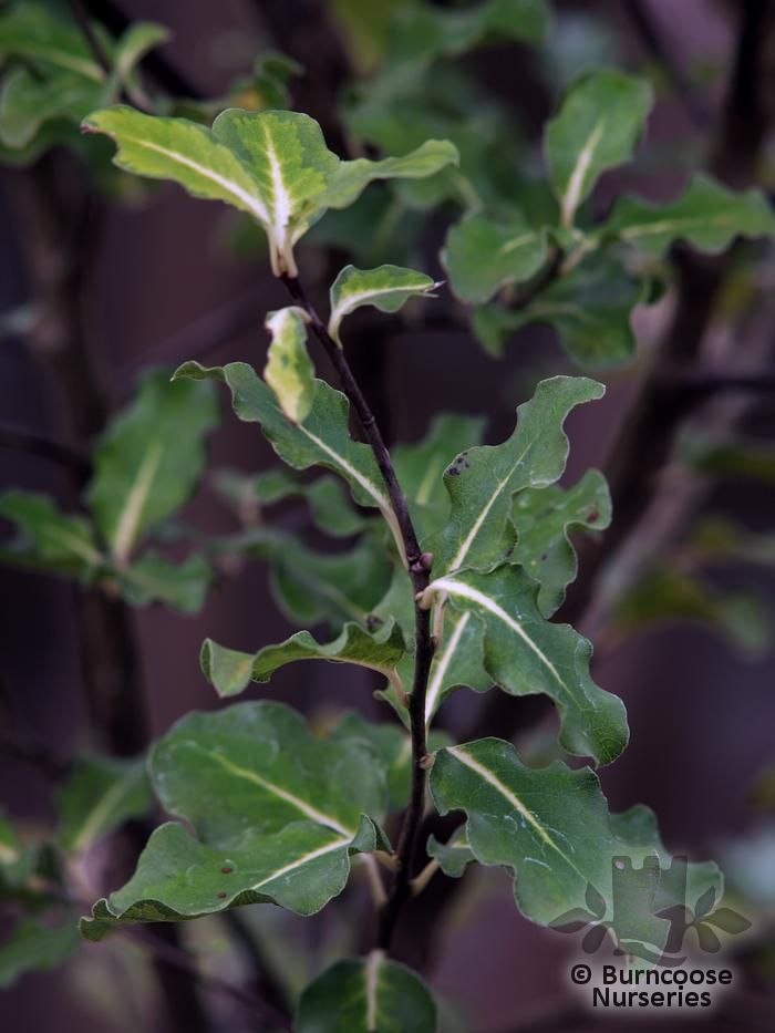 PITTOSPORUM tenuifolium 'Abbotsbury Gold' 
