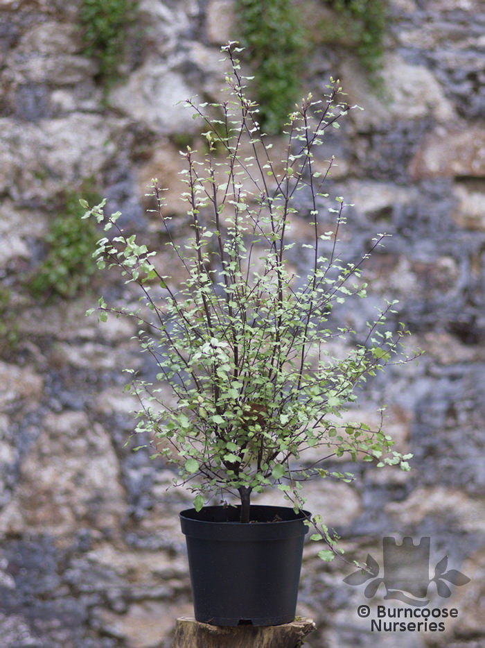 Pittosporum Tenuifolium 'Silver Sheen' from Burncoose
