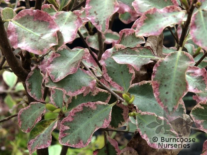 Pittosporum Tenuifolium 'Victoria' from Burncoose Nurseries