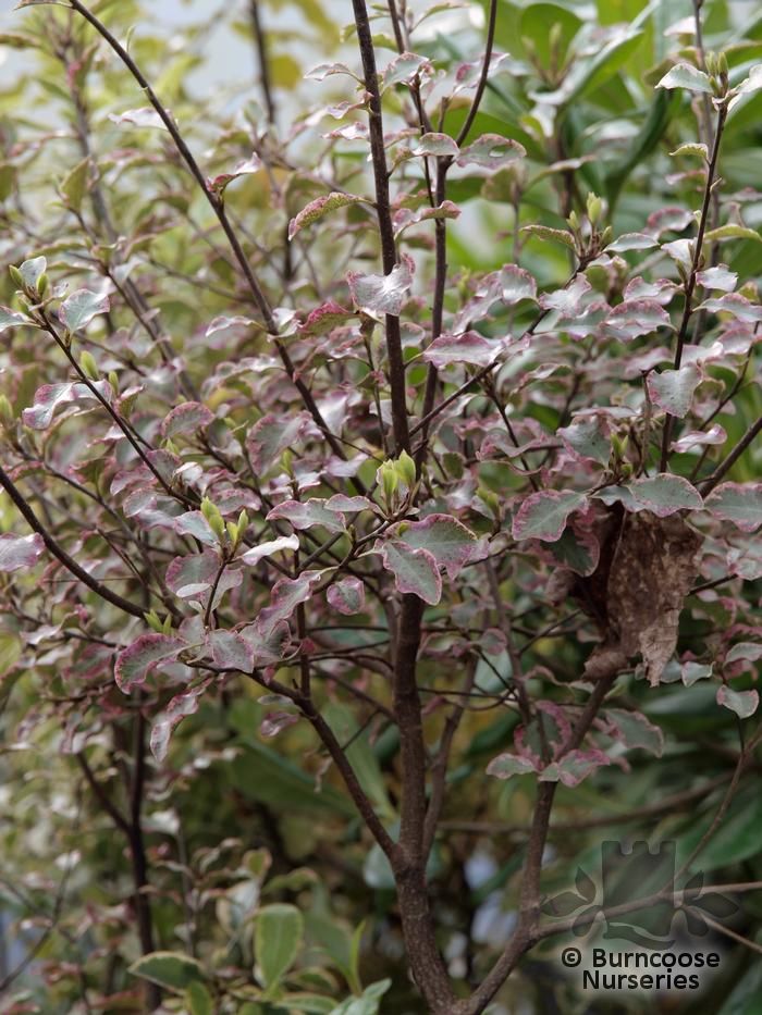 Pittosporum Tenuifolium 'Victoria' from Burncoose Nurseries