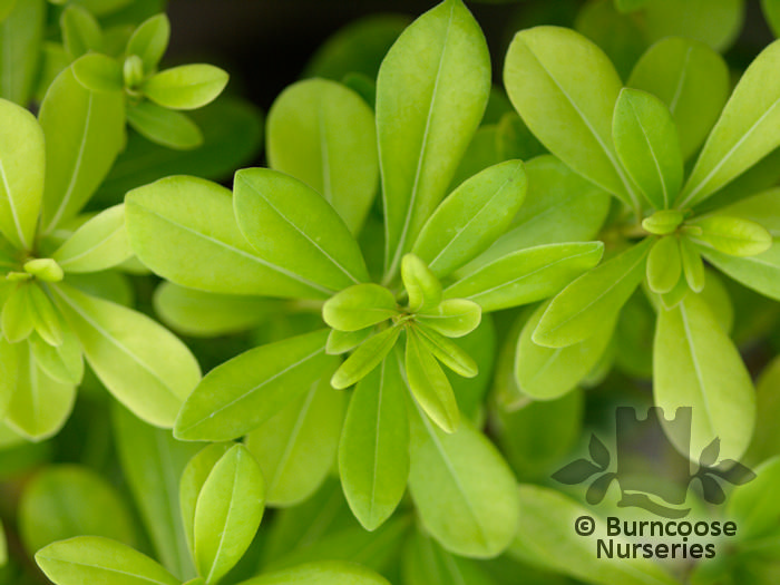 PITTOSPORUM tobira 'Nanum' 