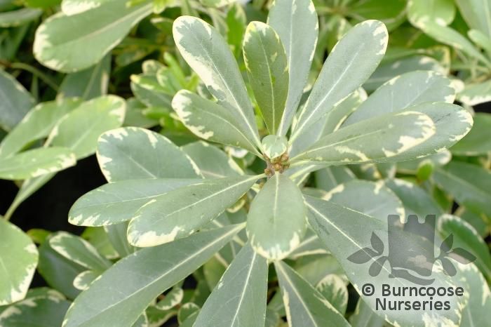 PITTOSPORUM tobira 'Neige du Mont Vertoux' 