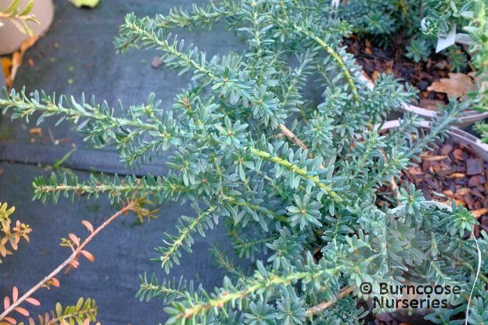 PODOCARPUS lawrencei 'Blue Gem' 