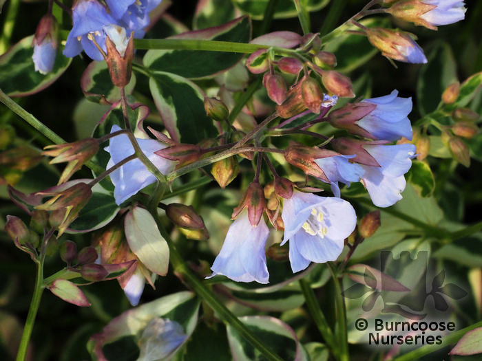 POLEMONIUM reptans 'Stairway to Heaven' 