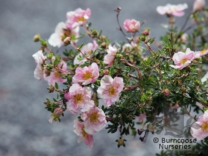 Potentilla Fruticosa ‘Princess’ from Burncoose Nurseries
