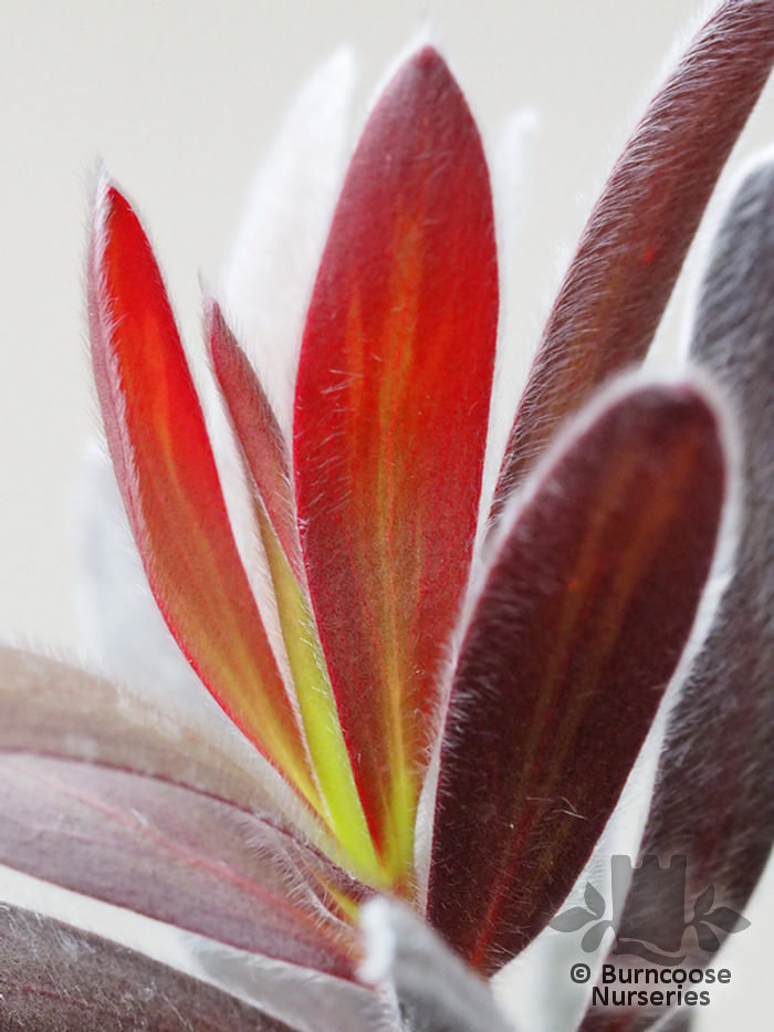 PROTEA Leucadendron 'Burgundy Sunset' 