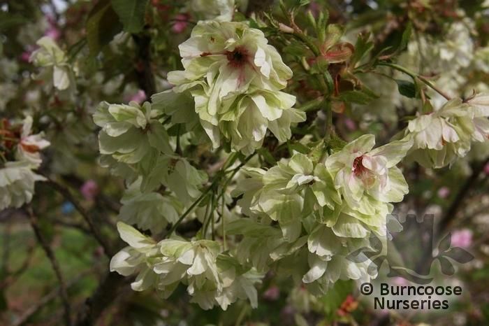 PRUNUS 'Gyoiko'  