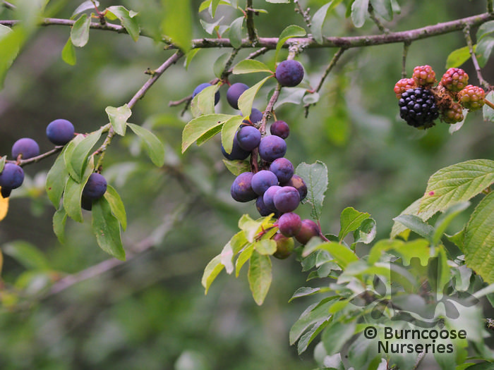 Prunus перевод. Терн (Prunus spinosa) PN. Prunus spinosa вишня. Терн Сладкоплодный. (P.spinosa). Prunus Americana плоды.