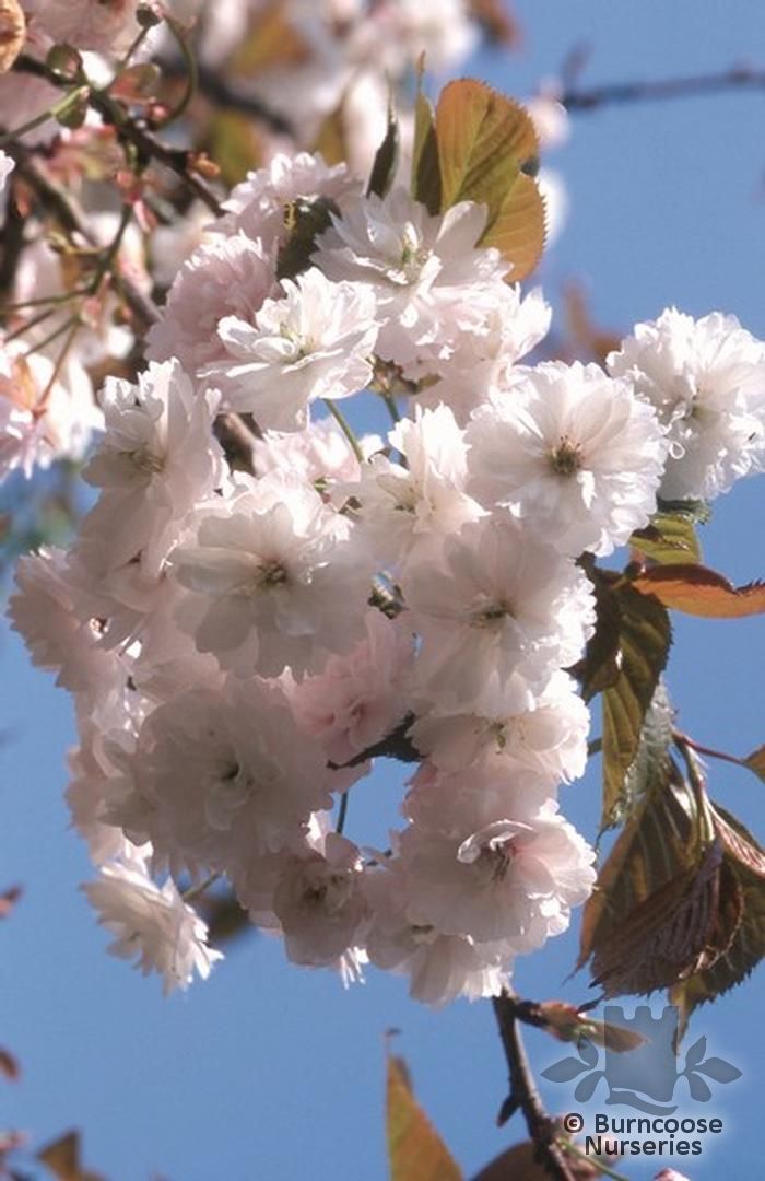 PRUNUS 'Beni-tamanishiki'  
