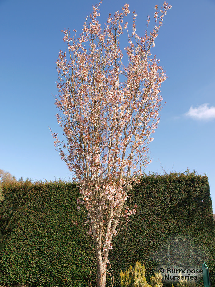 Prunus X Hillieri 'Spire' from Burncoose Nurseries FLOWERING CHERRIES