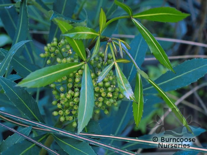 PSEUDOPANAX 'Dark Star'  