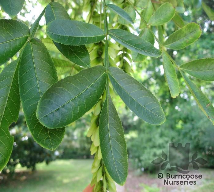 PTEROCARYA stenoptera  