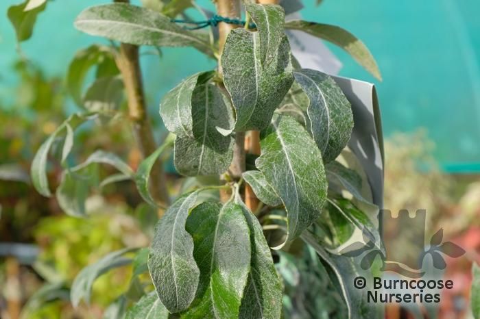 PYRUS elaeagnifolia 'Silver Sails' 