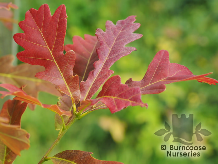 QUERCUS x warei 'Chimney Fire' 