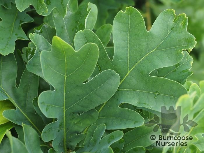 QUERCUS x bimundorum 'Crimson Spire' 