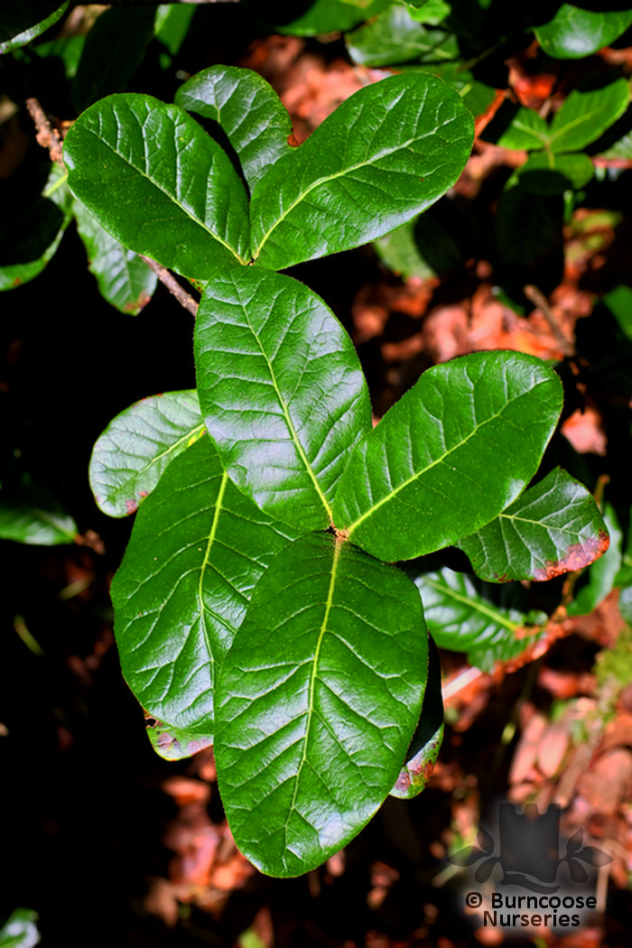 QUERCUS semecarpifolia  