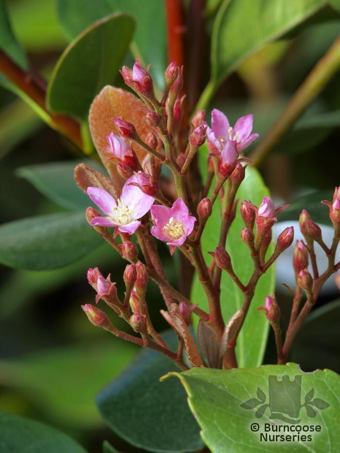 RHAPHIOLEPIS indica 'Spring Time' 