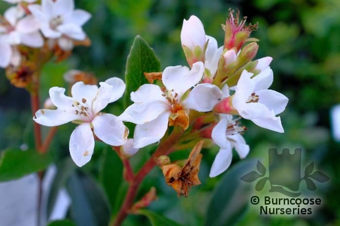 RHAPHIOLEPIS indica 'White Cloud' 