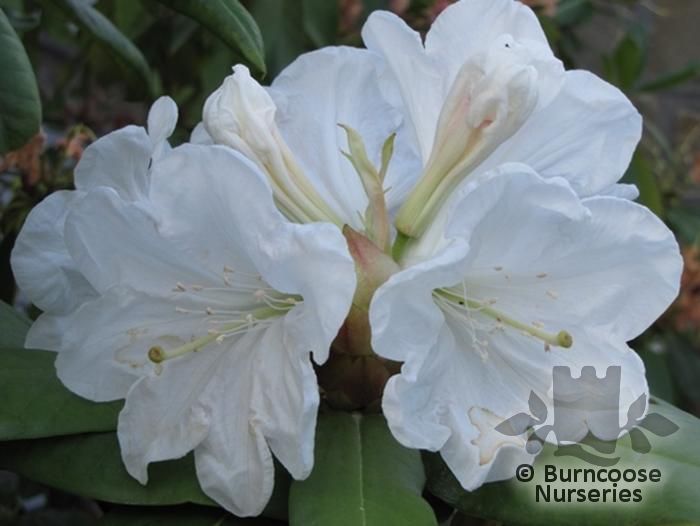 RHODODENDRON 'Agayon'  