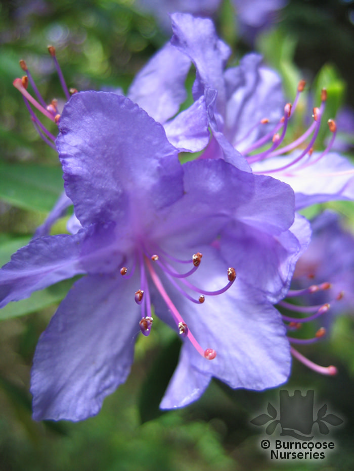 Rhododendron ‘Blue Diamond’ from Burncoose Nurseries RHODODENDRON HYBRIDS
