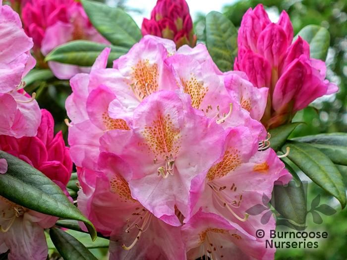 RHODODENDRON 'Brigitte'  