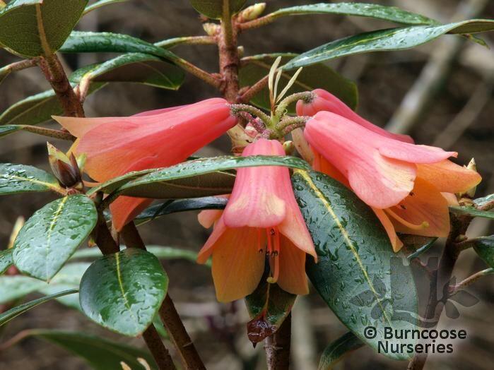 Rhododendron Cinnabarinum 'Conroy' from Burncoose Nurseries ...