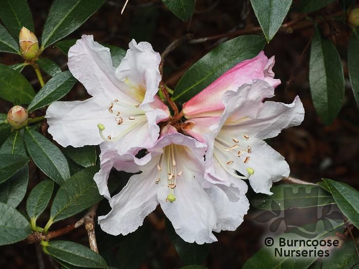RHODODENDRON veitchianum Cubittii group 