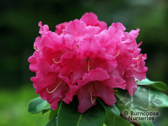 RHODODENDRON 'Cynthia'  