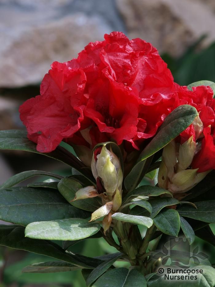 Rhododendron 'Dopey' from Burncoose Nurseries RHODODENDRON HYBRIDS